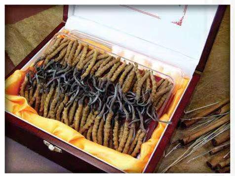 南岸冬虫夏草回收